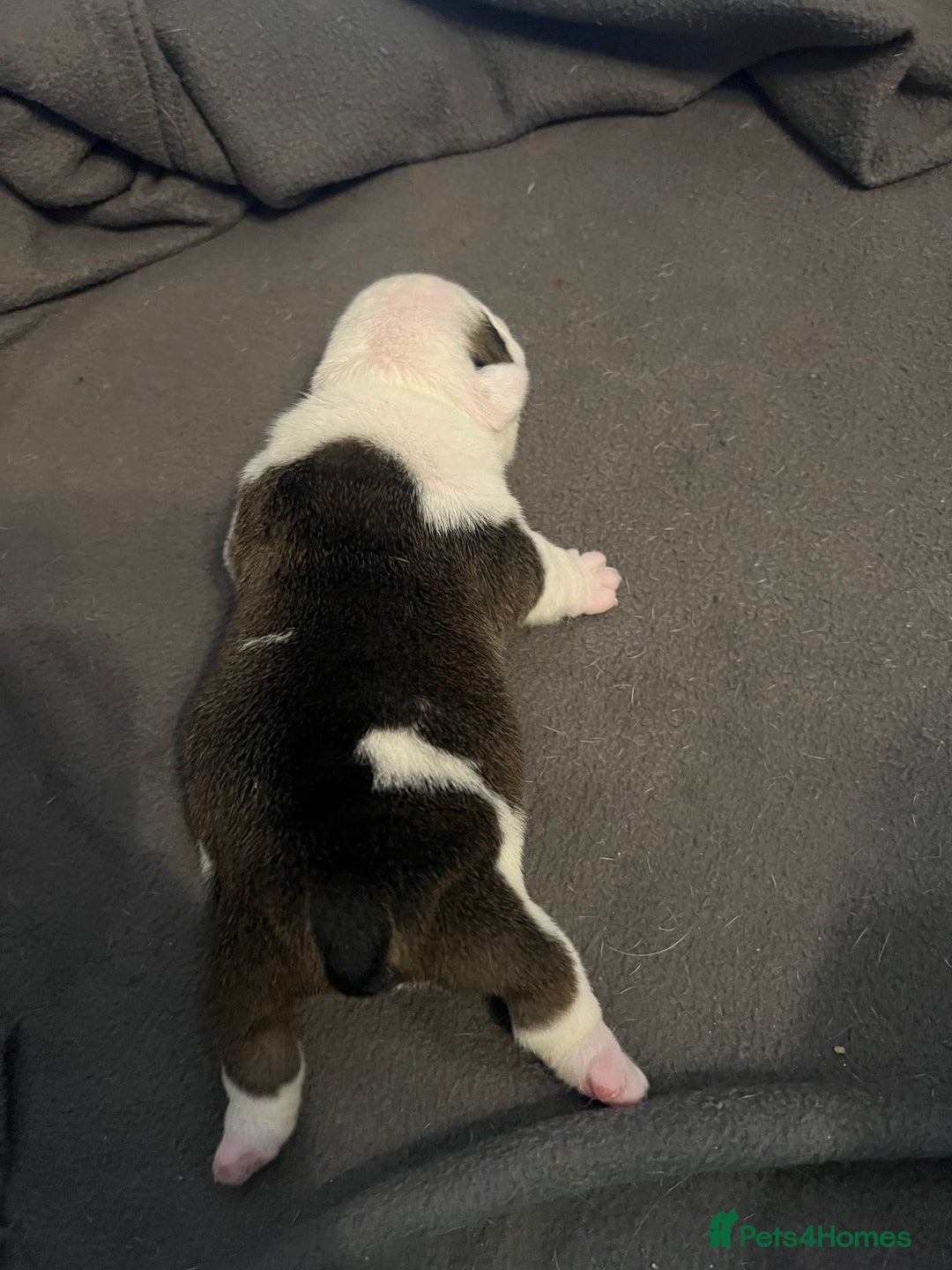 English Bulldog dogs for sale: English bulldogs - Advert 32