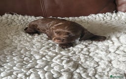 Cocker Spaniel dogs for sale: 5 Pedigree Working Cocker Pups for Sale  - Image 5