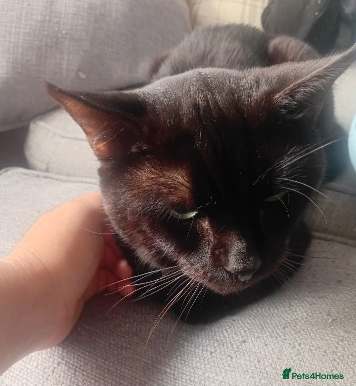 Domestic Shorthair cats Meet Spud a sweet lad looking for a forever home   - Advert 3