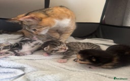 Mixed Breed cats for sale: Mixed Ragdoll / Tabby Adorable Kittens  - Image 4