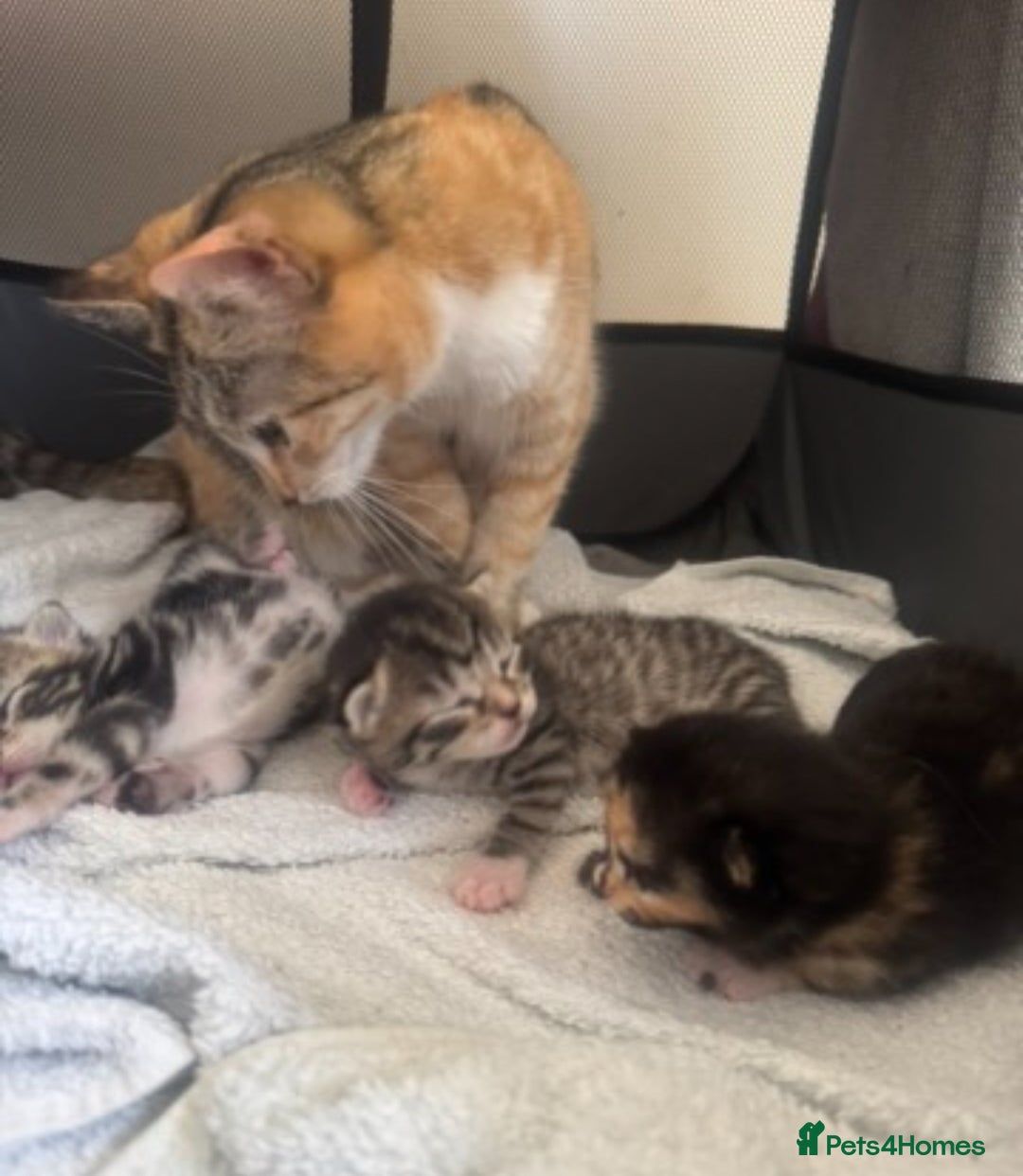 Mixed Breed cats for sale: Mixed Ragdoll / Tabby Adorable Kittens  - Image 4