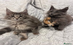 Maine Coon cats for sale: Friendly Stripy Grey Male Maine Coon  - Image 12