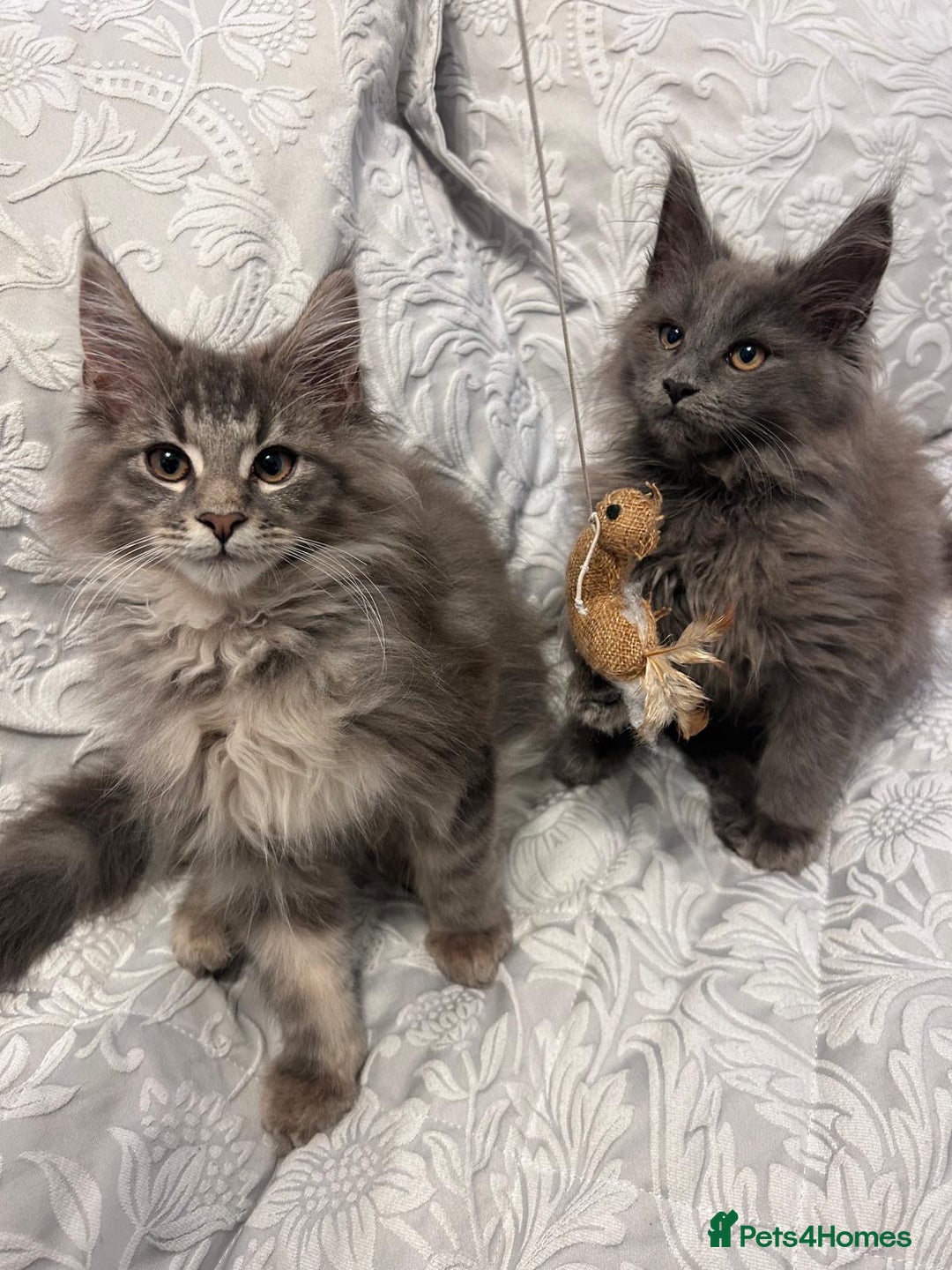 Maine Coon cats for sale: Friendly Stripy Grey Male Maine Coon  - Image 12