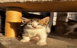 American Shorthair cats for sale: American short hair tabby kittens - Image 10