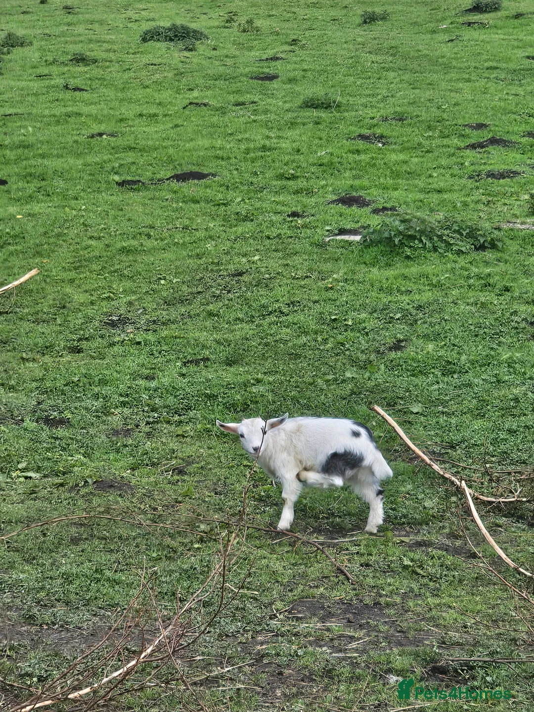 Goats livestock for sale: Pygmy goats mums and baby girl  - Advert 2