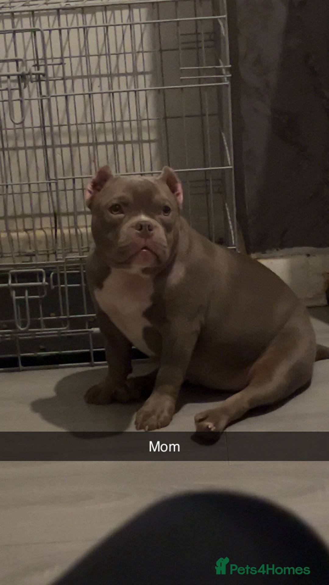 American Bully dogs for sale: Pocket bully puppies for sale  - Image 5