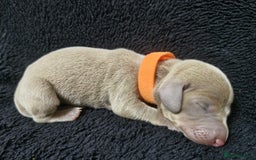 Miniature Dachshund dogs for sale: 🌟QUALITY KC REG & PRA CLR MINIATURE DACHSHUNDS🌟 - Image 13