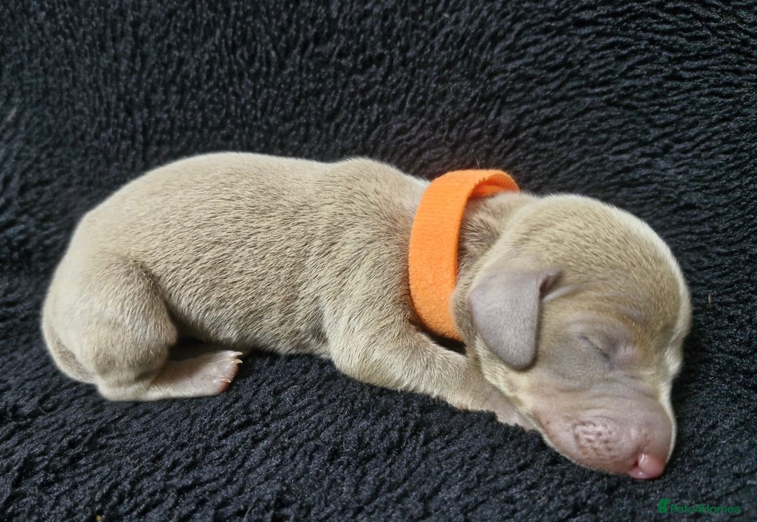 Miniature Dachshund dogs for sale: 🌟QUALITY KC REG & PRA CLR MINIATURE DACHSHUNDS🌟 - Image 13