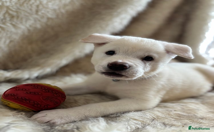 Akita dogs - Advert 1