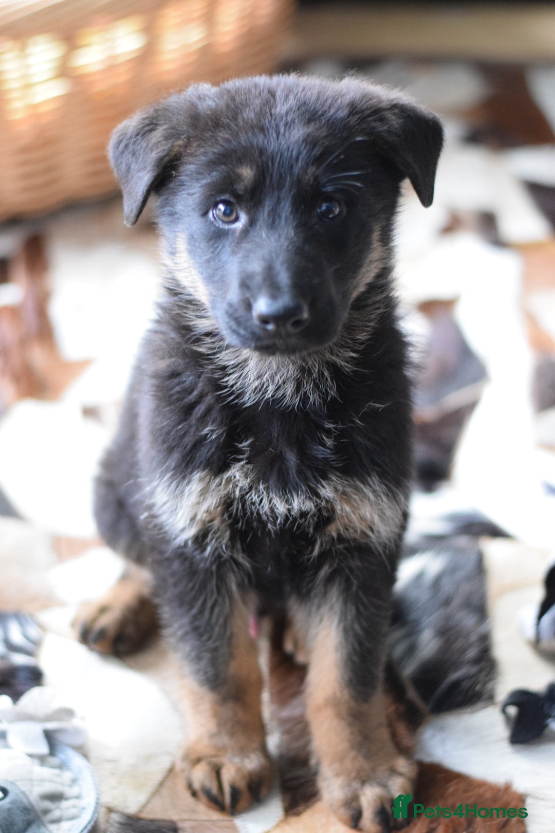 German Shepherd dogs for sale: German Shepherd Puppies - Image 10
