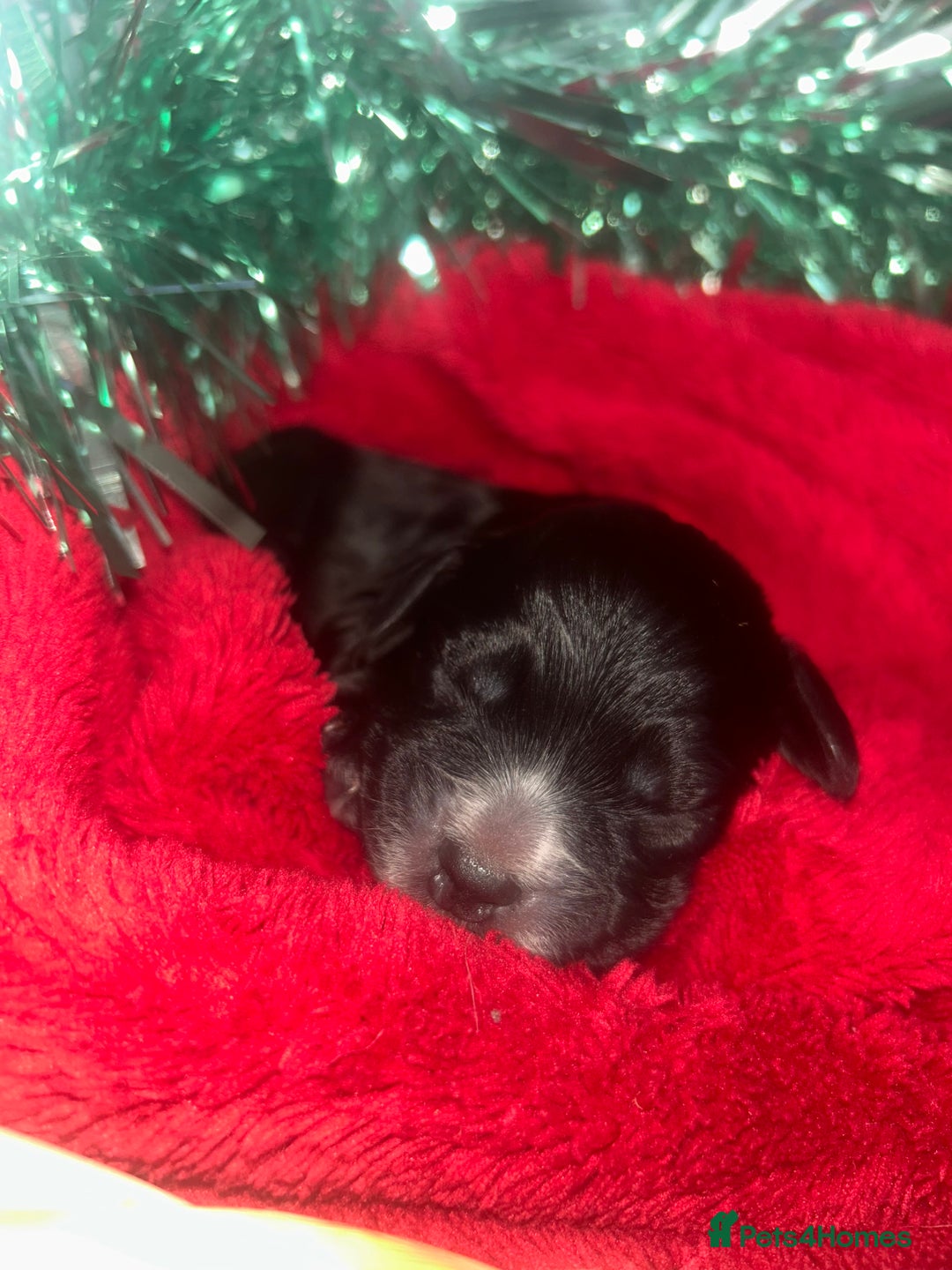 Cocker Spaniel dogs for sale: Cocker spaniel pups for sale  - Advert 13