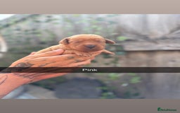 Labrador Retriever dogs for sale: Stunning Fox Red Labrador puppies  - Image 8
