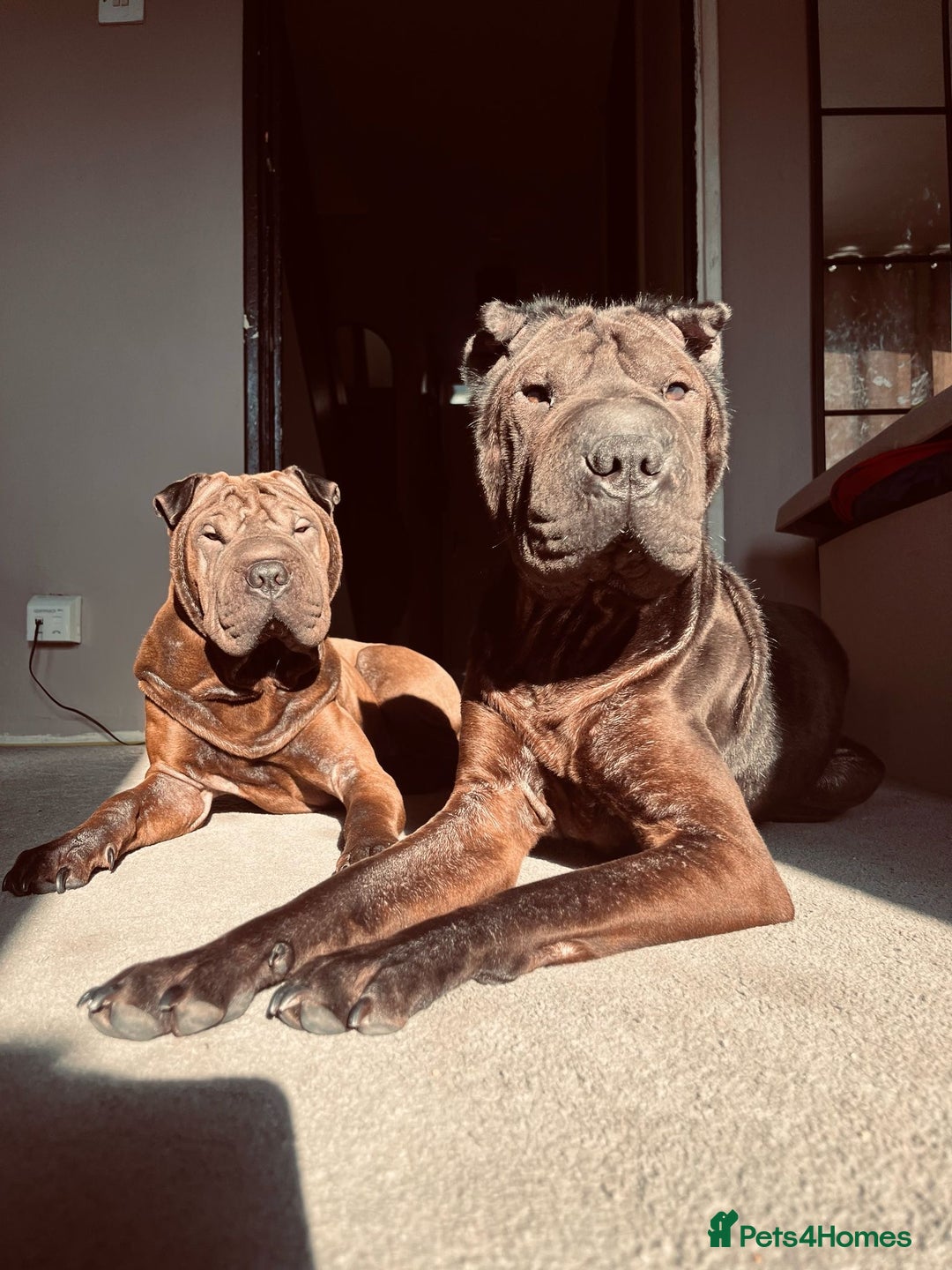 Shar Pei dogs for sale: Sharp pie puppies  - Image 15