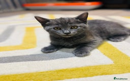 British Shorthair cats for sale: Adorable kittens - Image 1