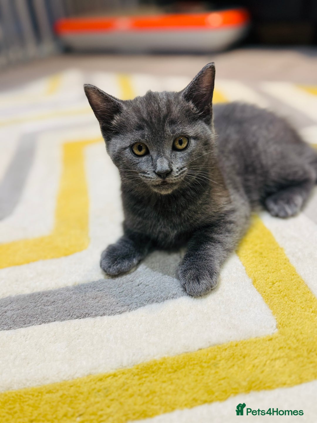 British Shorthair cats for sale: Adorable kittens - Image 1