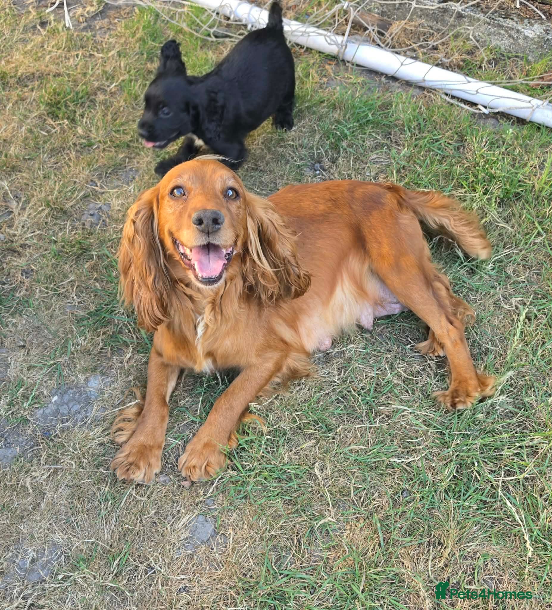 Sprocker dogs Gorgeous sprocker puppies  - Advert 2