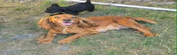 Sprocker dogs for sale: Gorgeous sprocker puppies  - Advert 1