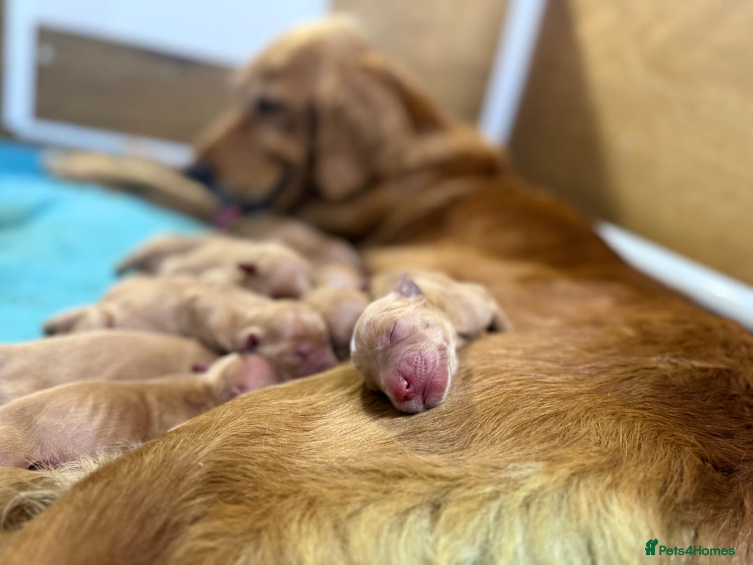 Golden Retriever dogs for sale: FOX RED WORKING GOLDEN RETRIEVERS- 5 STAR BREEDERS - Image 4