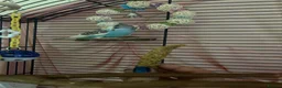 Budgerigars birds for sale: Female budgie for sale in Southampton - Advert 5