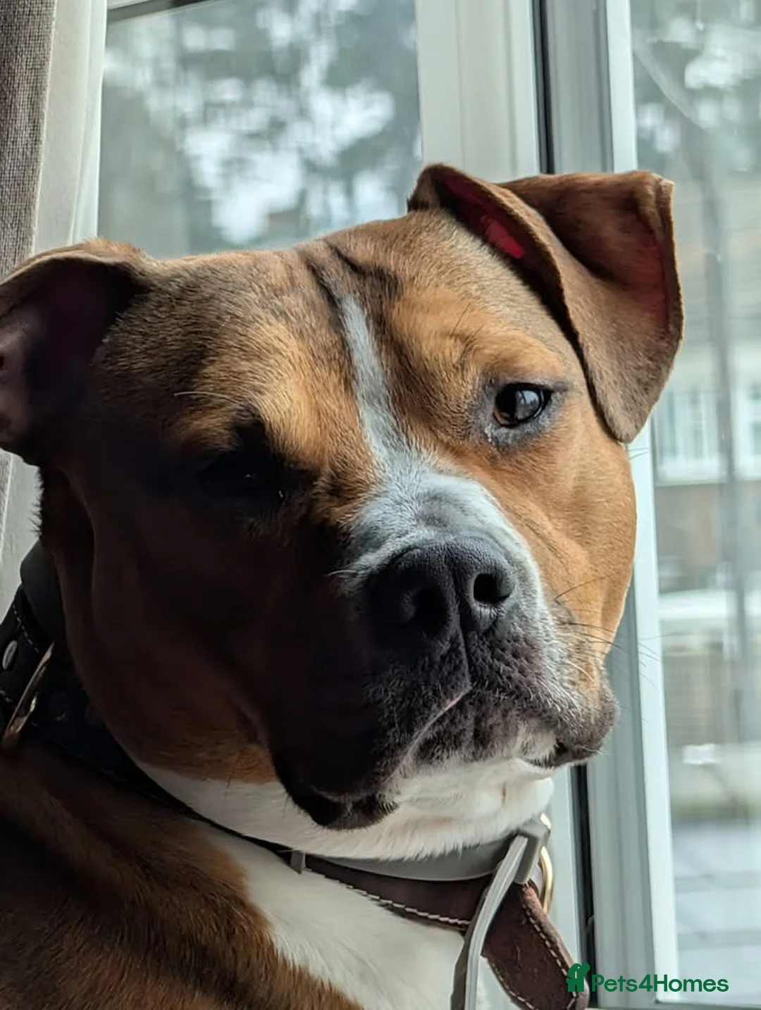 Staffordshire Bull Terrier dogs for sale: 5 puppies for sale  in Brandon - Advert 29