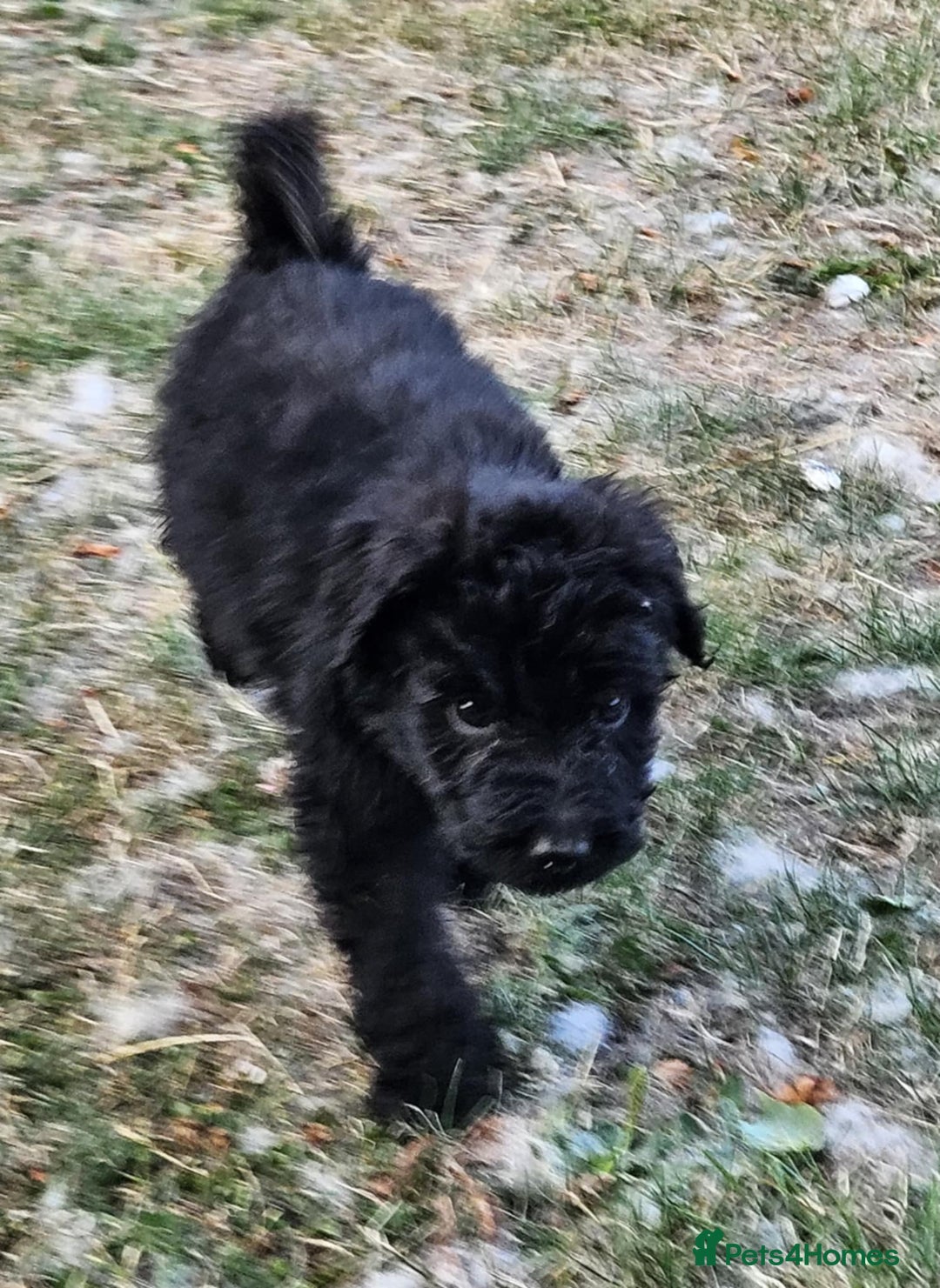Mixed Breed dogs for sale: F1 Shepadoodle Puppies in Boston - Image 6
