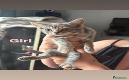 Mixed Breed cats for sale: 6 beautiful kittens ready for a forever home  - Image 4