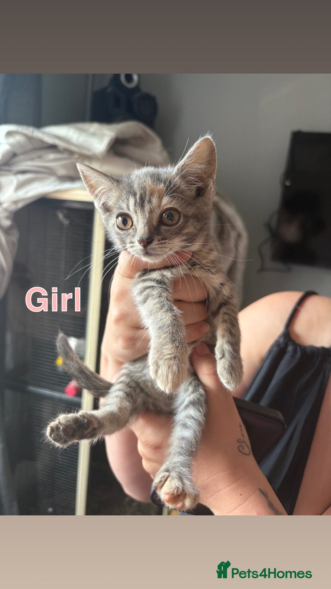 Mixed Breed cats for sale: 6 beautiful kittens ready for a forever home  - Image 4