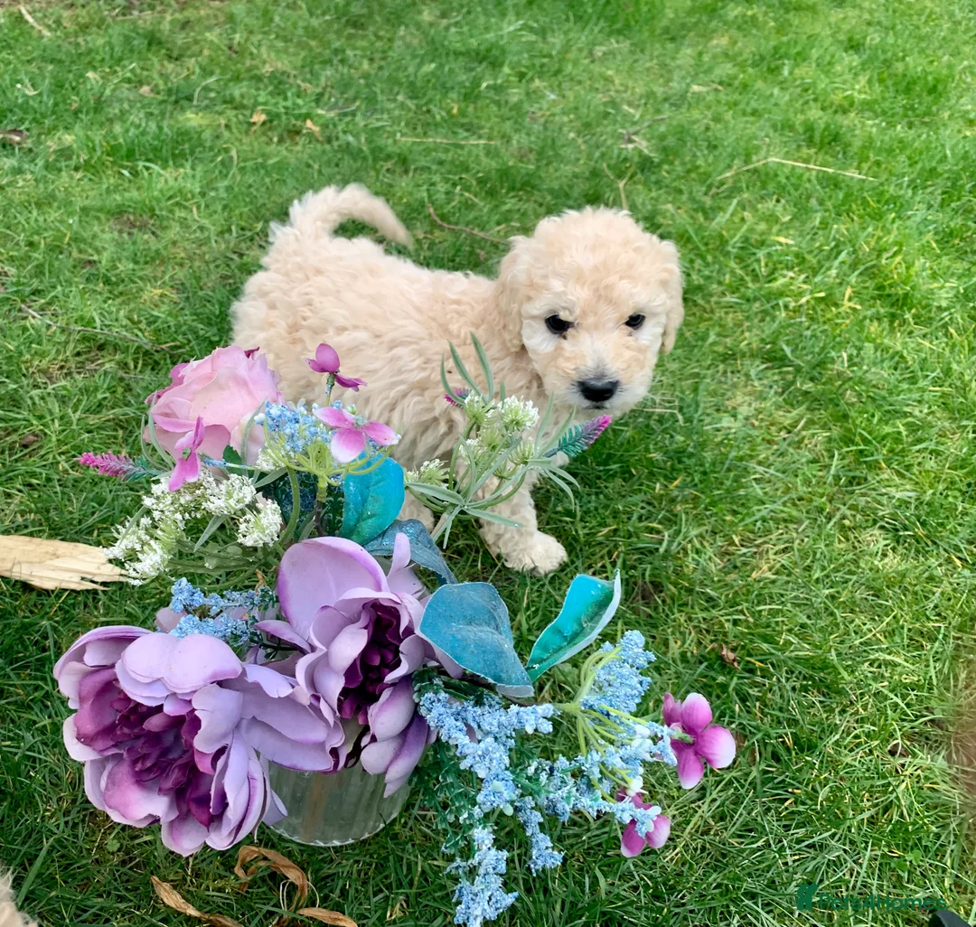 Goldendoodle dogs for sale: Standard GoldenDoodle Puppies - Advert 1