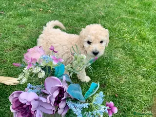 Goldendoodle dogs Standard GoldenDoodle Puppies - Advert 5