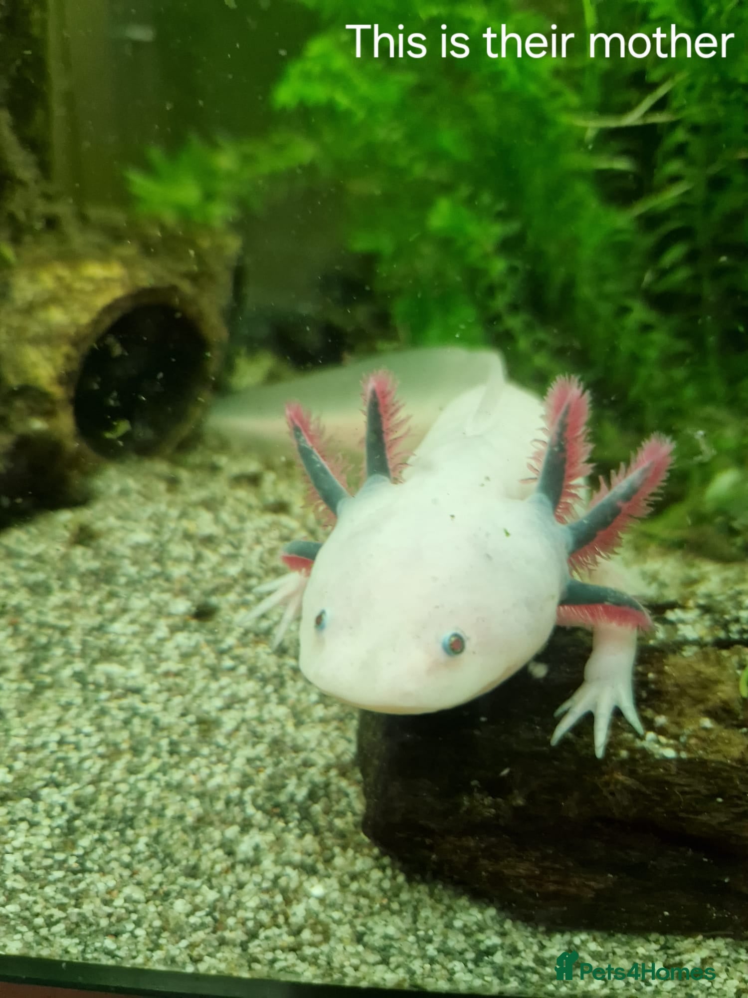 Axolotl reptiles Beutiful Lucianic Albino Babies - Advert 2
