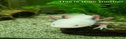 Axolotl reptiles for sale: Beutiful Lucianic Albino Babies - Advert 2