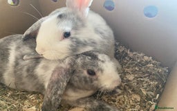 Mixed Breed rabbits for sale: Three beautiful male rabbits - Image 1