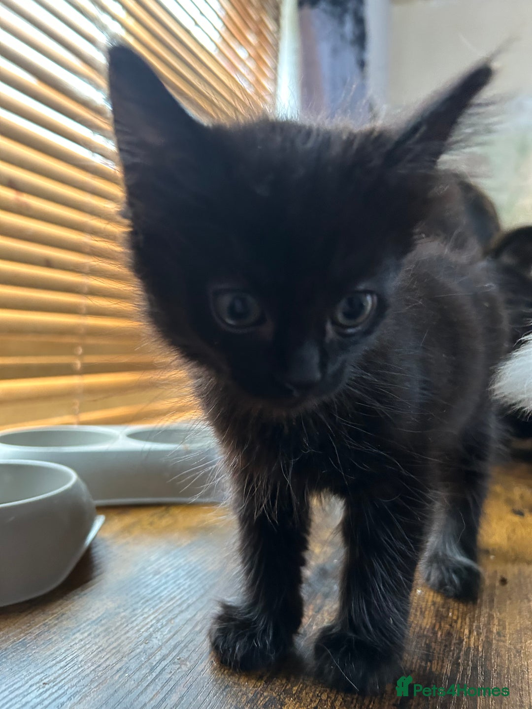 Norwegian Forest Cat cats for sale: 3 beautiful male all black kittens  - Image 3