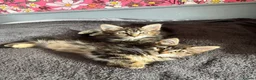Mixed Breed cats for sale: Two fluffy tabby kittens for sale - Advert 1