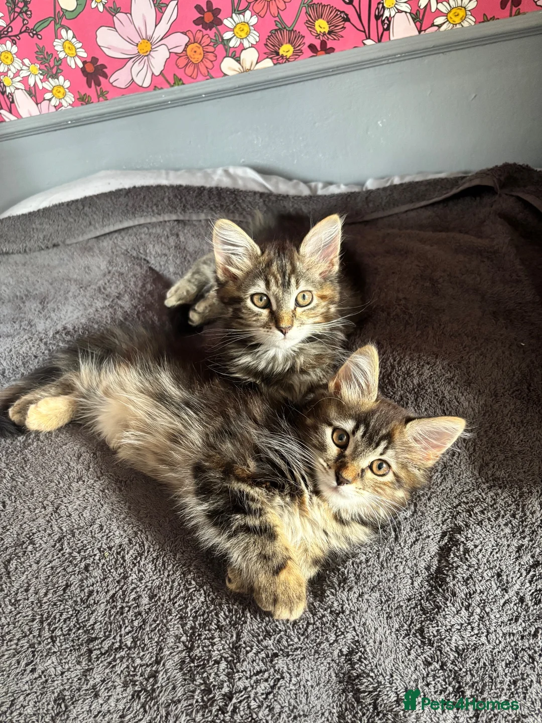 Mixed Breed cats for sale: Two fluffy tabby kittens for sale - Advert 1