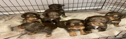 Cocker Spaniel dogs for sale: 7 Chocolate & Tan Cocker Spaniel Pups  - Advert 1