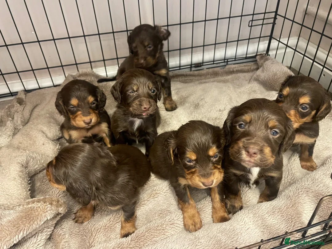 Cocker Spaniel dogs for sale: 7 Chocolate & Tan Cocker Spaniel Pups  - Advert 1