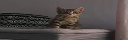 European cats for sale: Gorgeous Kittens Ready For New Home - Advert 8