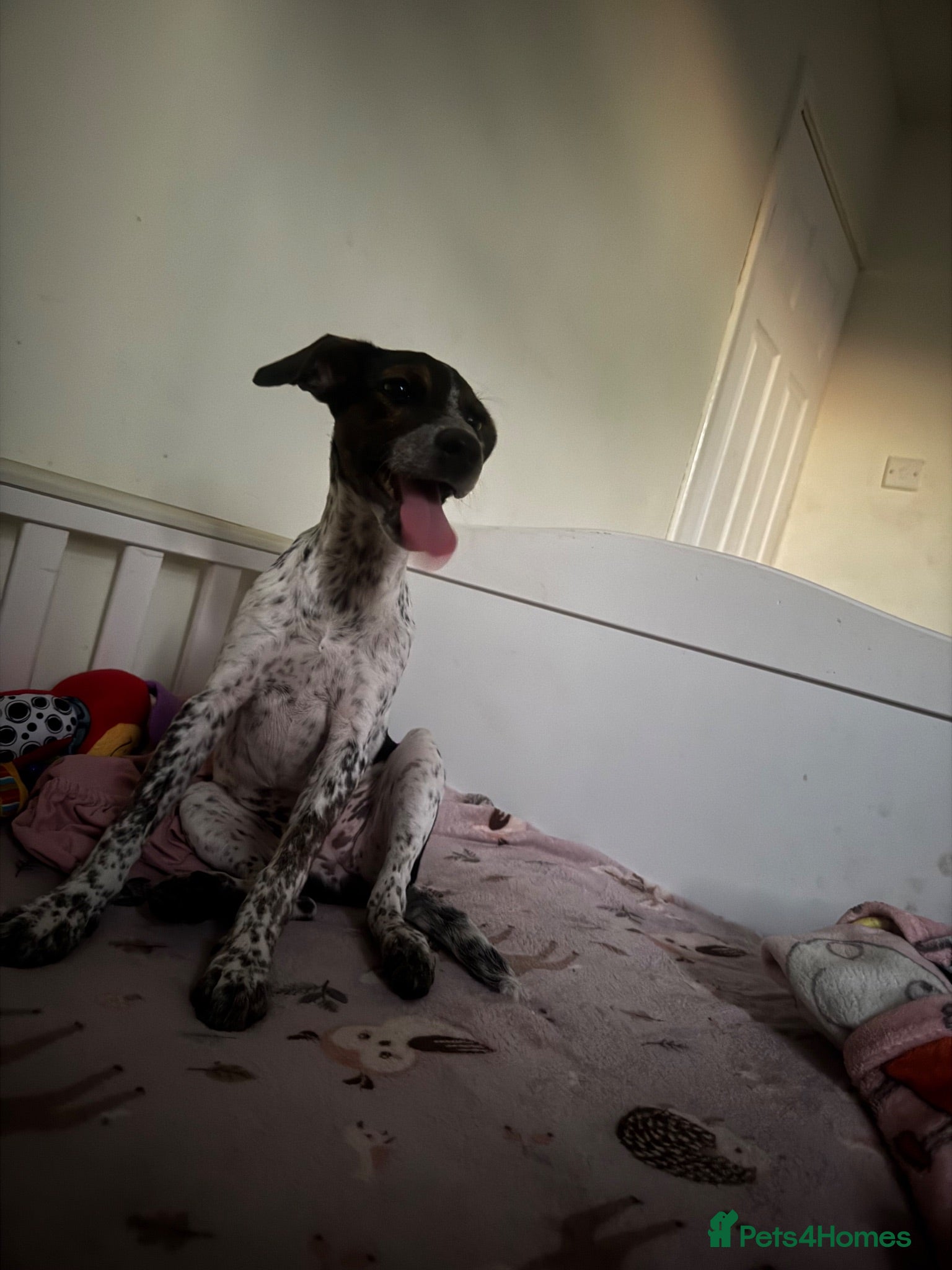 Mixed Breed dogs Jack Russell cross - Advert 1