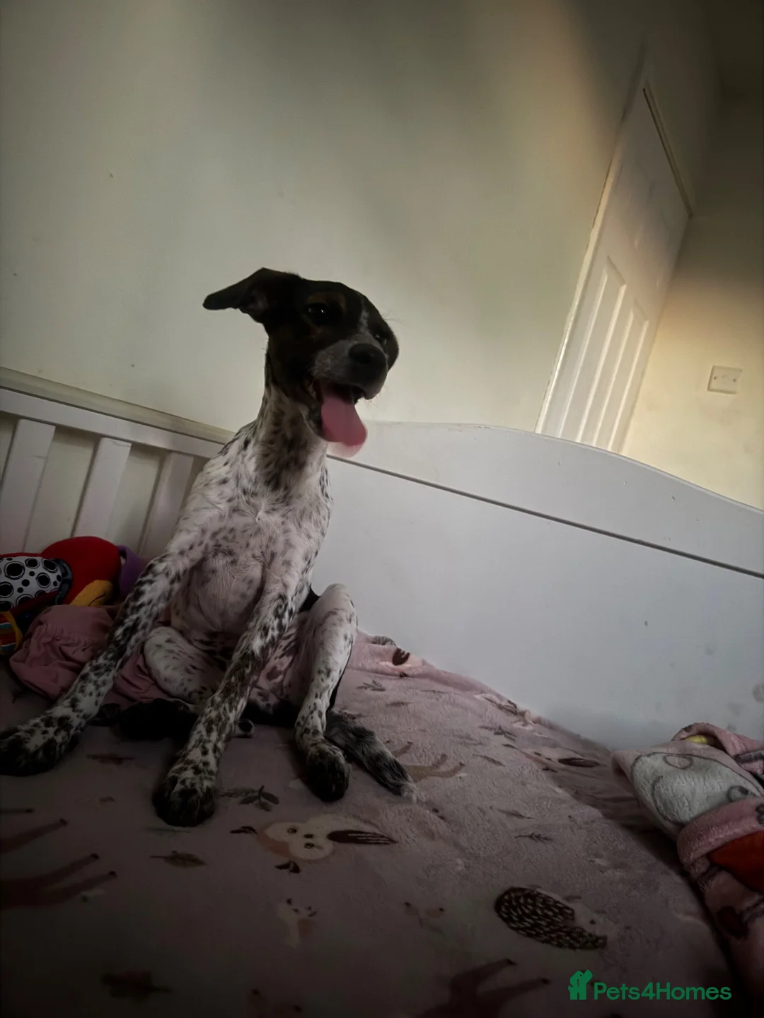 Mixed Breed dogs for sale: Jack Russell cross in Peterborough - Advert 1