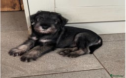 Schnauzer dogs for sale: Standard schnauzer Male pup - Image 1