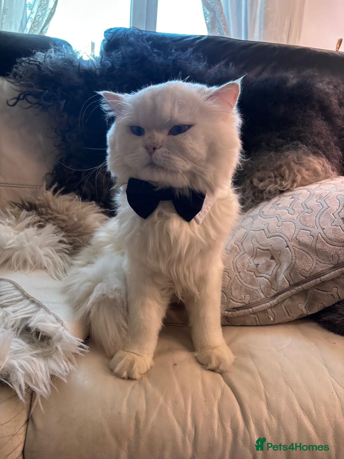 British Longhair cats Stunning male with blue eyes  - Advert 8