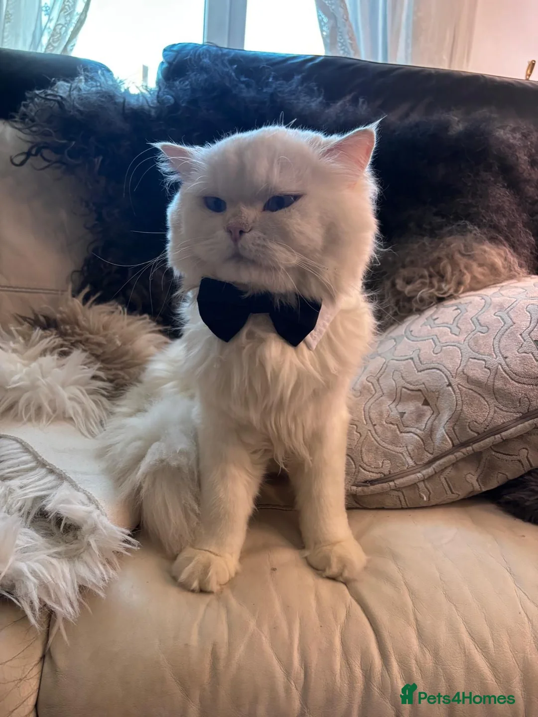 British Longhair cats for stud: Stunning male with blue eyes  - Advert 1