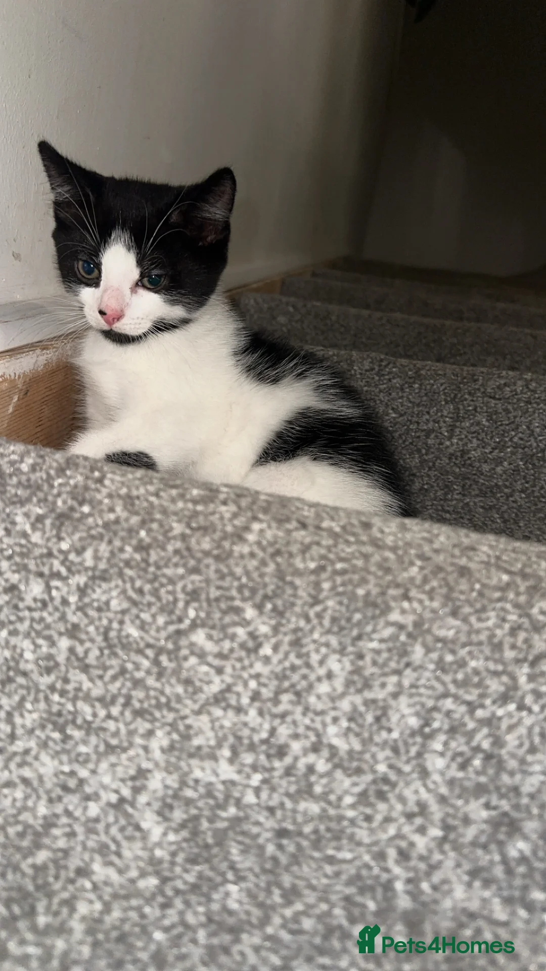 British Shorthair cats for sale: 2 lovely black and white shorthairs - Advert 14