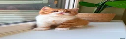 British Shorthair cats for sale: beautiful red and white girl bsh  - Advert 4