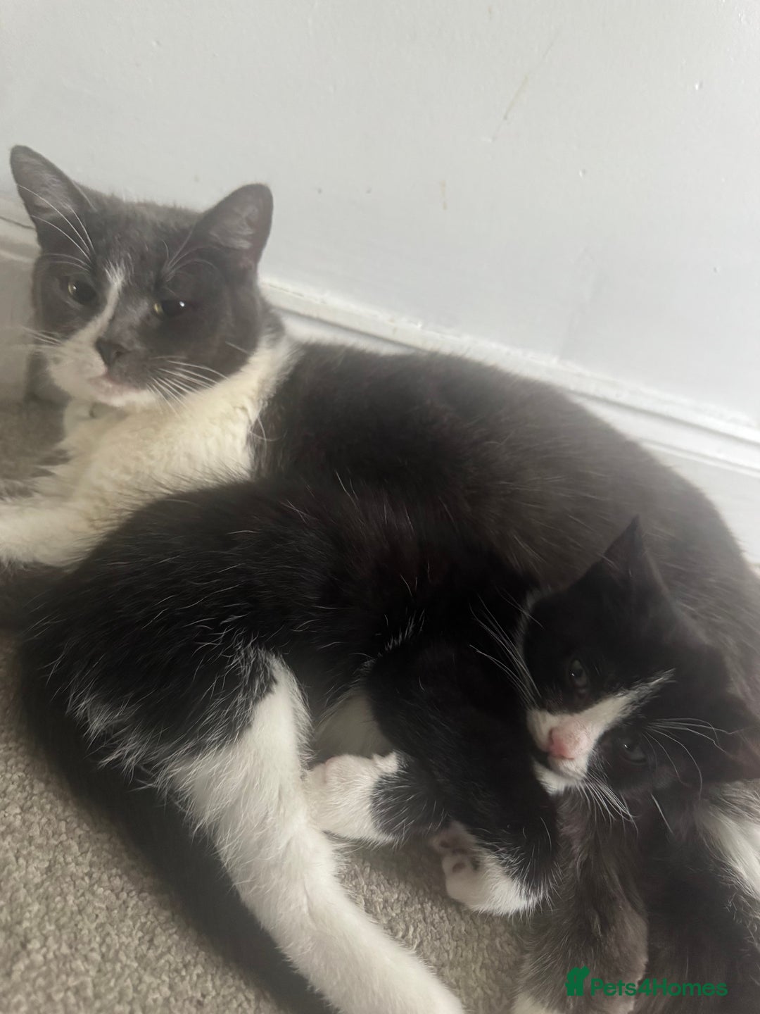 British Shorthair cats for sale: British short hair kitten  - Advert 2