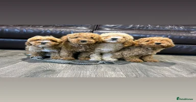 Cavapoo dogs - Advert 7