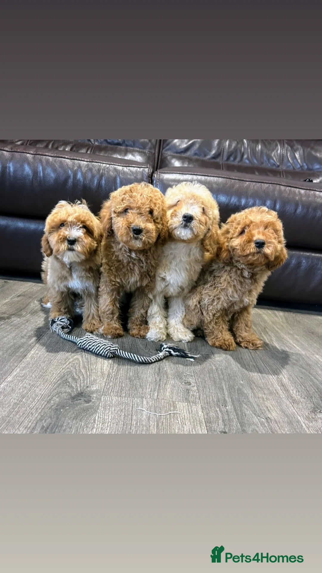 Cavapoo dogs for sale: Adorable Cavapoos ready for their new families 🐾 - Image 3