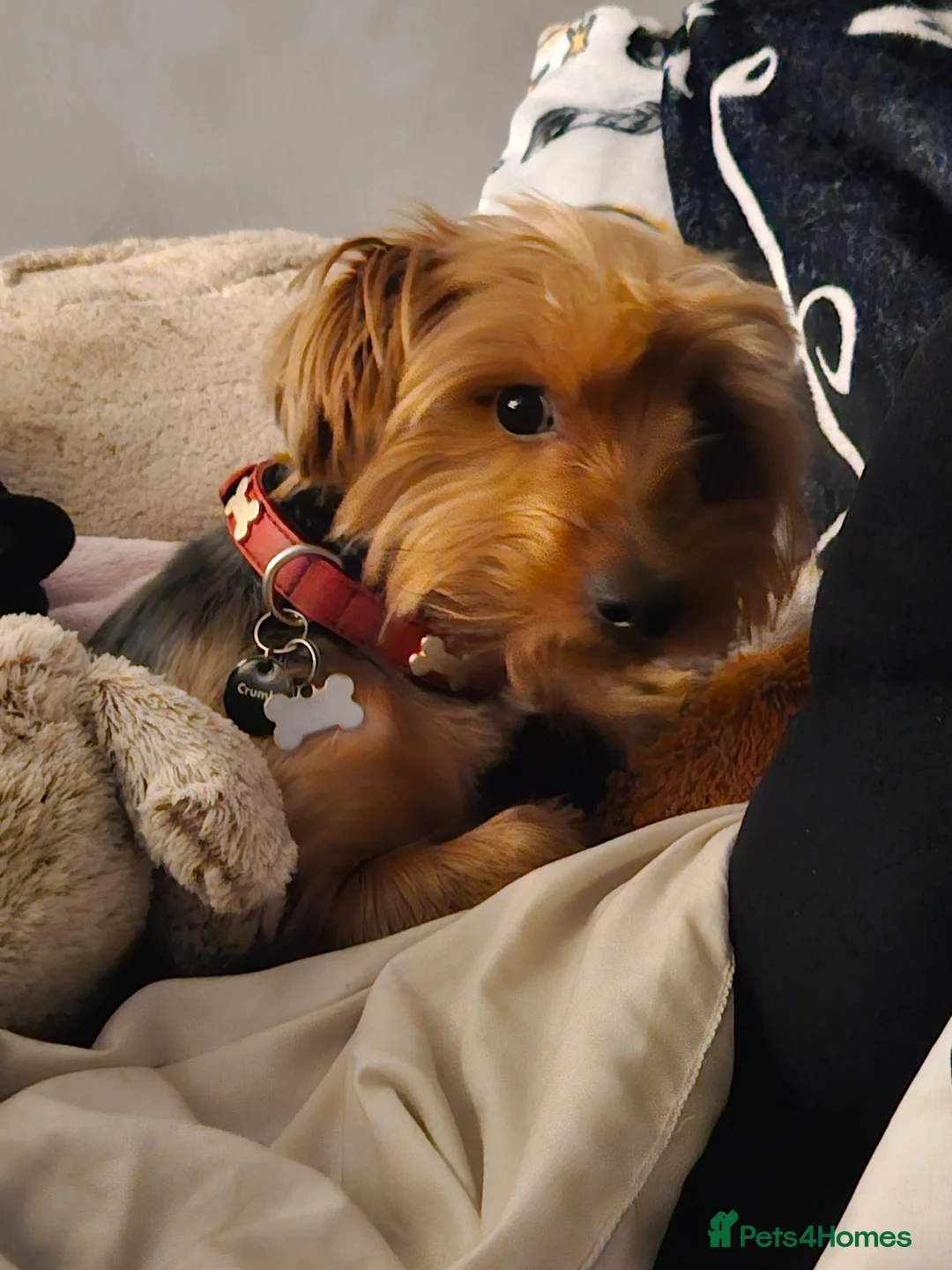 Yorkshire Terrier dogs for stud: Yorkie for breeding  in Exeter - Advert 2