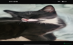 British Shorthair cats for sale: 2 beautiful male kittens for sale!  - Image 3